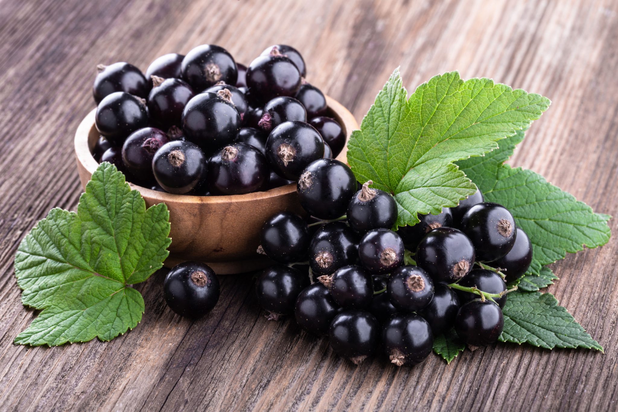 Puree Arete | Aseptic Black Currant Puree For Brewers, Foodies, Bakers ...