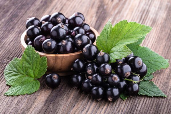 black currants for beer