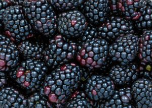 blackberries for beer