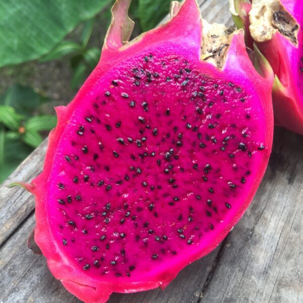 dragon fruit