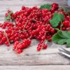 red currant for brewing