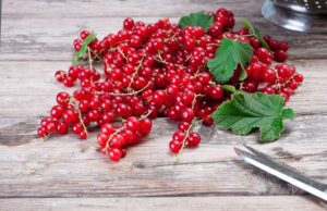 red currant for brewing