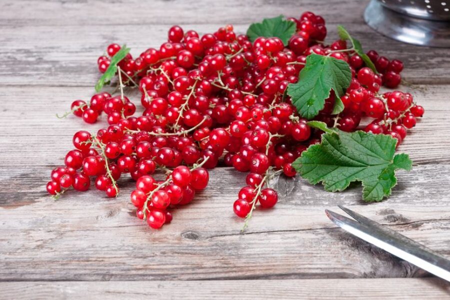 Red Currant: the Goldilocks berry