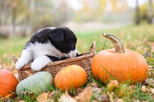 Photo of dog sniffing pumpkin