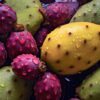 close-up of prickly pear cactus with vibrant fruit | Puree Arete Delicious Prickly Pear Photo