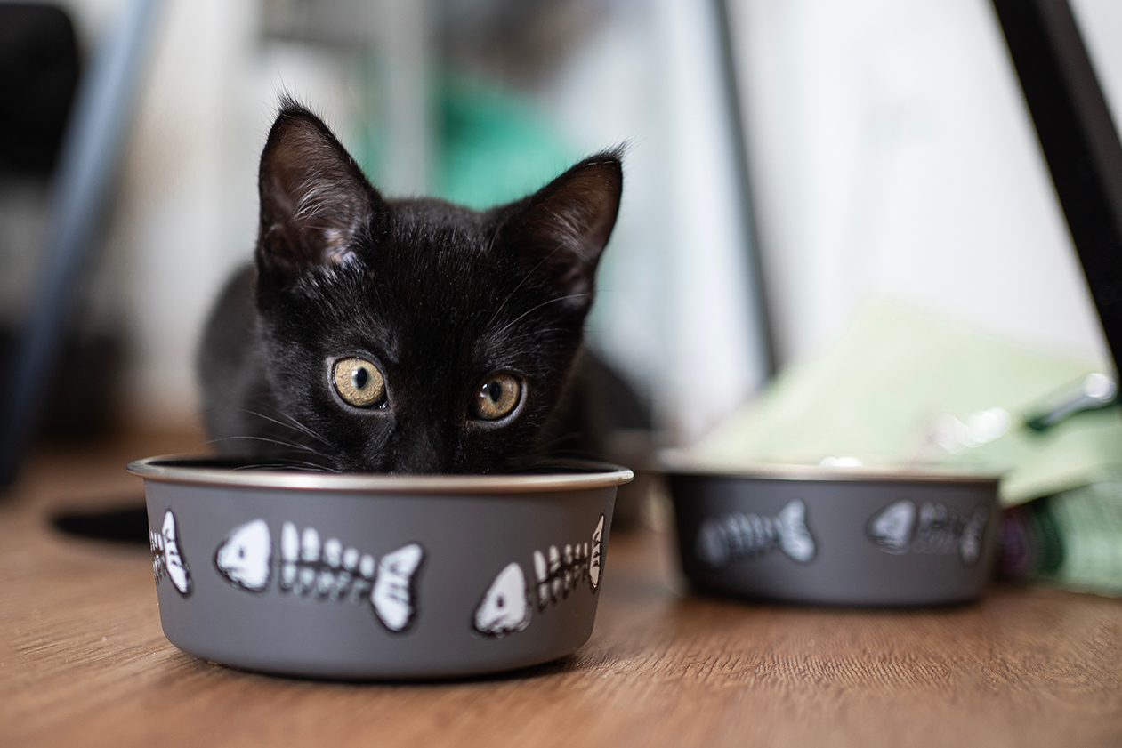 Domestic life with pet Portrait of young Baby black cat looking at camera at lunch time | Puree Arete Healthy catfoot for kittens photo