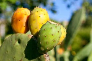 prickly pear growing on cactus photo