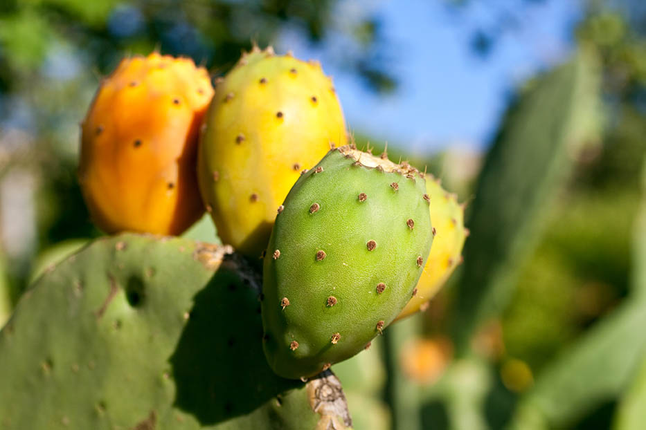 Prickly pears on cactus | Puree Arete prickly pear growing on cactus photo