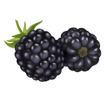 blackberries | Puree Arete blackberry icon