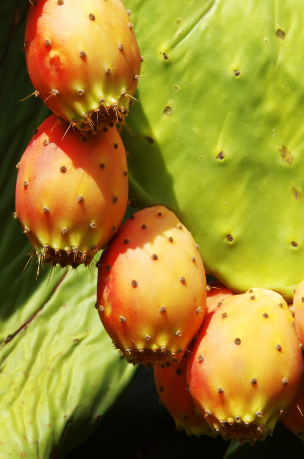 closeup of Prickly pear cactus fruits | Puree Arete Ripe prickly pear ready to be picked photo