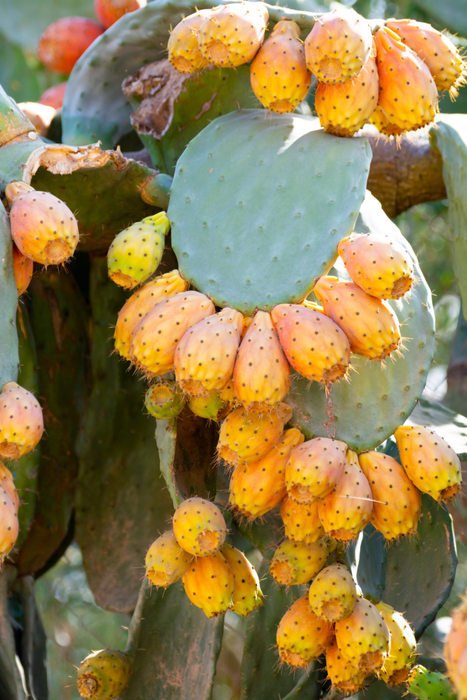 Prickly Pear on a cactus Photo