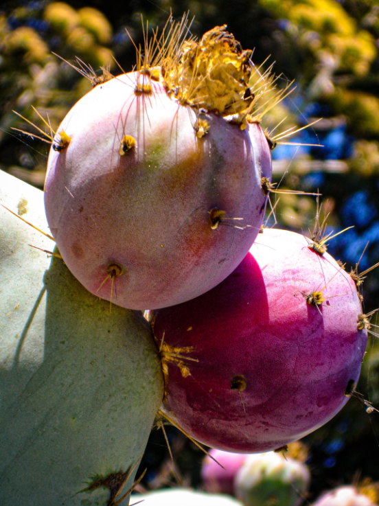 Prickly pear cactus fruits on a sunny day close up photo