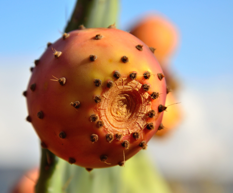 close up of prickly pear fruit on a cactus photo