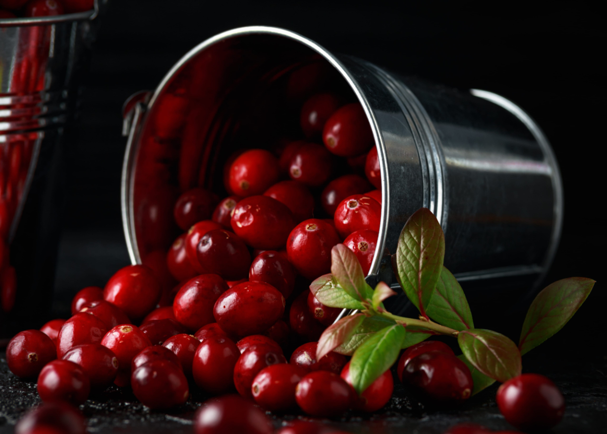 Cranberries in metal basket Freshly picked organic rustic style | Puree Arete Photo of Fresh cranberries